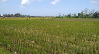 Musim Kemarau Datang, Tapi Hujan Masih Setia: Tahukah Anda Mengapa Ini Bisa Terjadi?