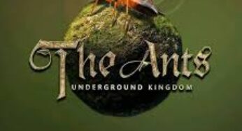The Ants Underground Kingdom : Permainan Dalam Dunia Semut