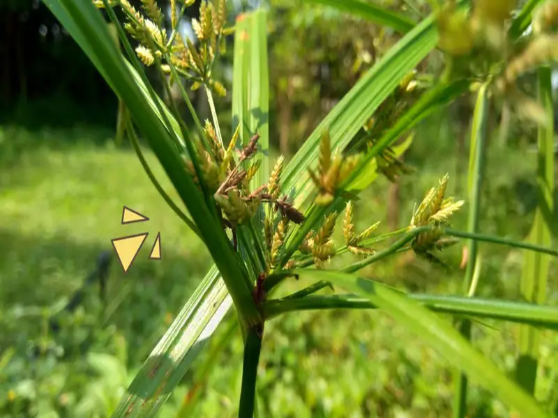 Manfaat Minyak Cyperus atau Rumput Teki bagi Kesehatan