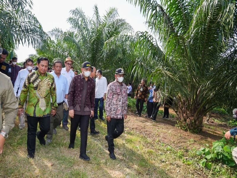 Penguatan Hilirisasi Pemerintah Targetkan Perkebunan SawitPenguatan Hilirisasi Pemerintah Targetkan Perkebunan Sawit