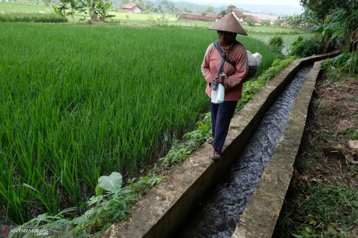 Zulhas Rencanakan Irigasi 3 Juta Ha Sawah, Anggaran Rp 15 T