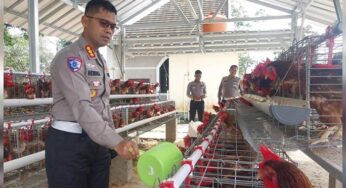 Polisi Babel Beternak Ayam untuk Dukung Ketahanan Pangan