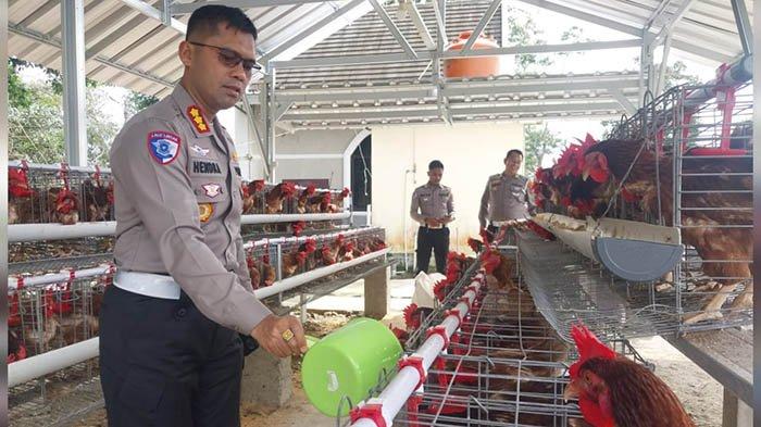 Polisi Babel Beternak Ayam untuk Dukung Ketahanan Pangan